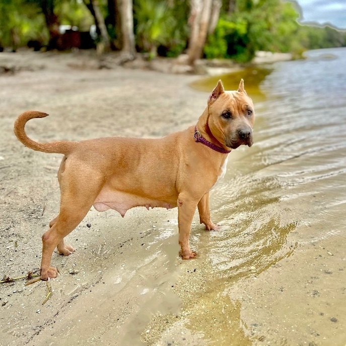 Potato - courtesy post, a Adoptable American Bully in Bay City, MI image 2/13