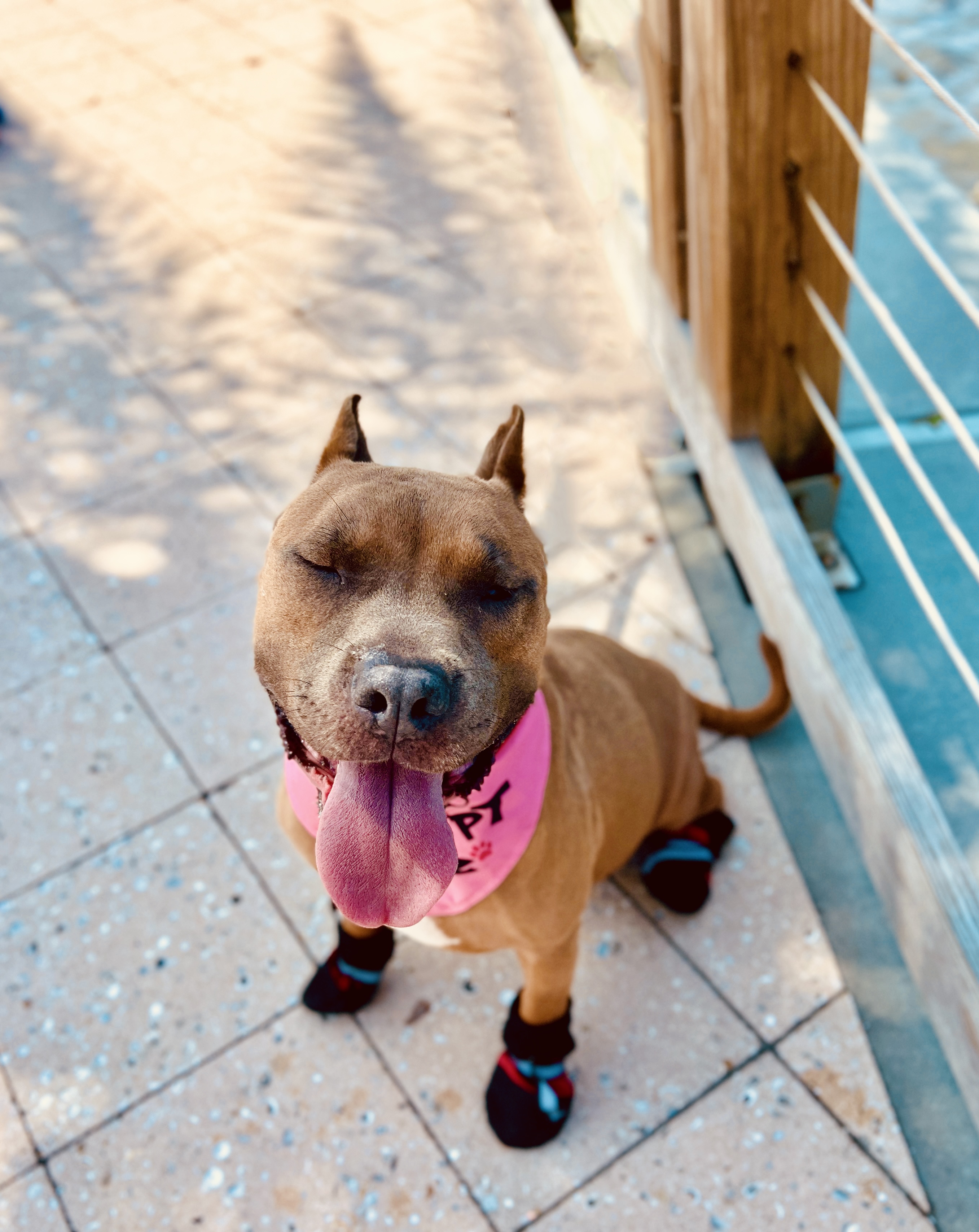 Potato - courtesy post, a Adoptable American Bully in Bay City, MI image 3/13