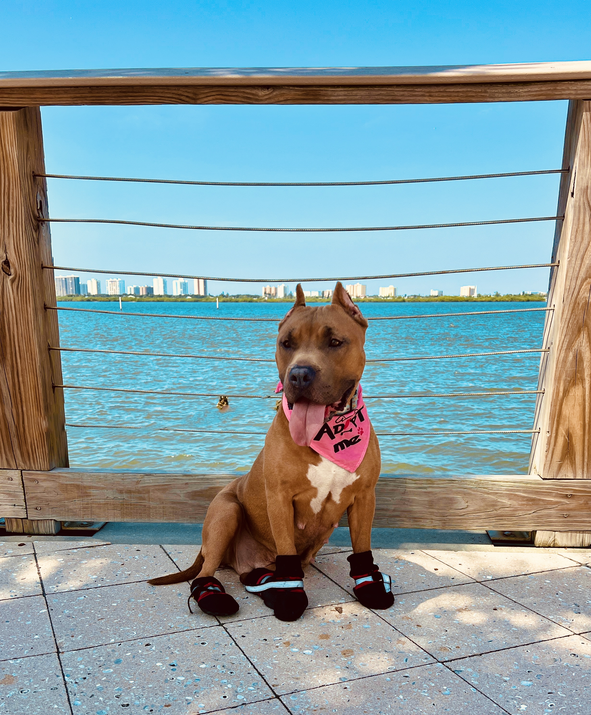 Potato - courtesy post, a Adoptable American Bully in Bay City, MI image 4/13