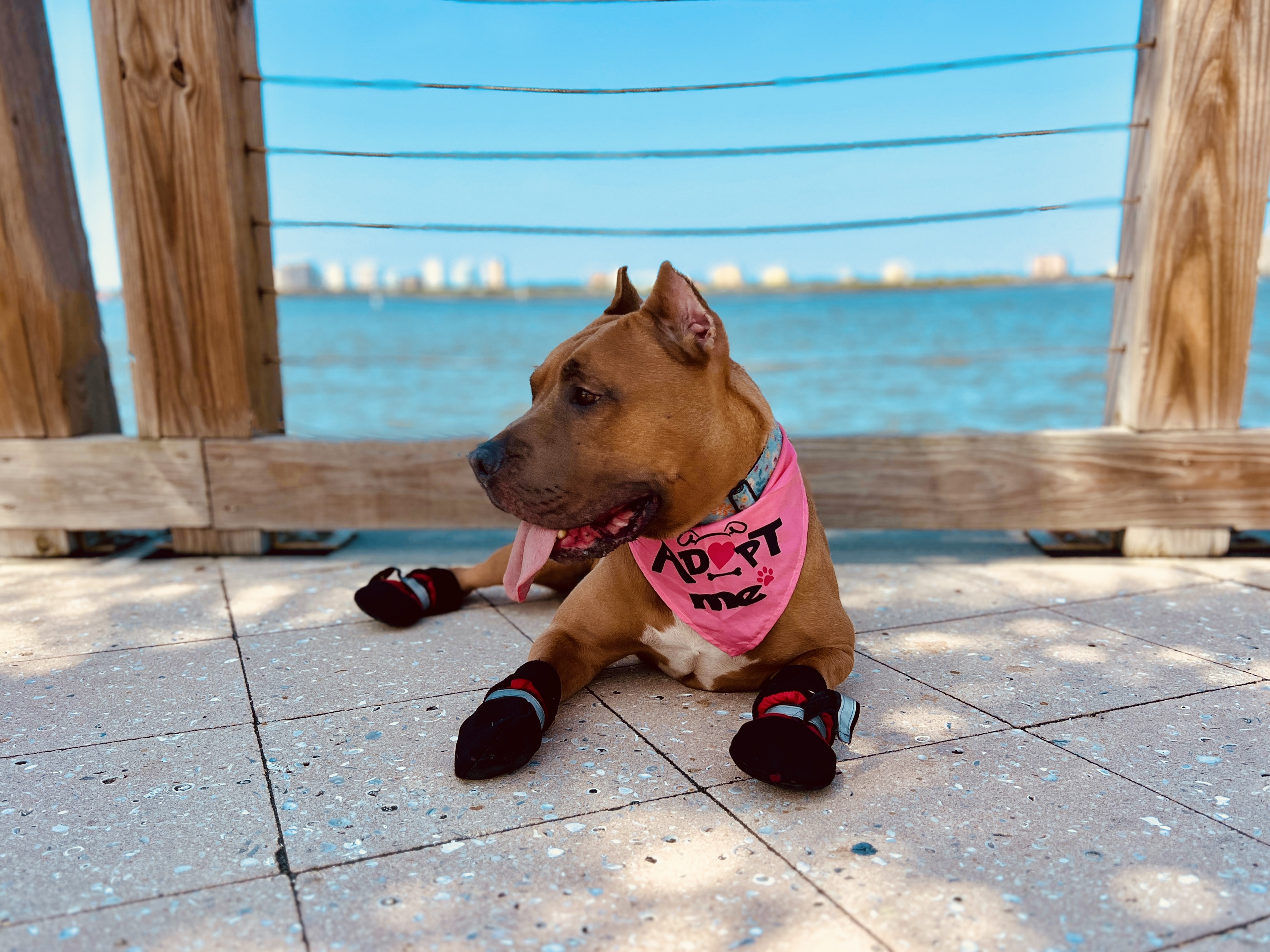 Potato - courtesy post, a Adoptable American Bully in Bay City, MI image 5/13