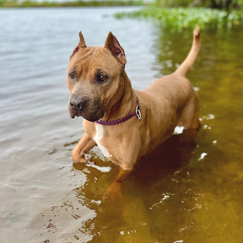 Potato - courtesy post, a Adoptable American Bully in Bay City, MI image 6/13