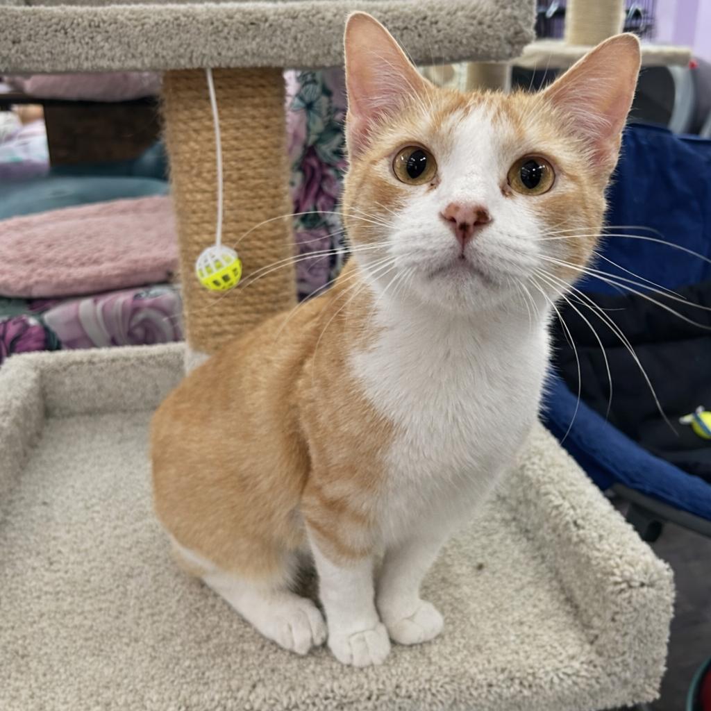 Enlarge Tail-ley Ho!, a Adoptable Domestic Short Hair in Boerne, TX image 1/6