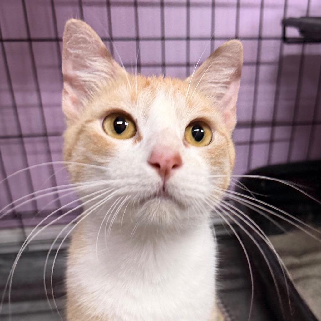 Enlarge Tail-ley Ho!, a Adoptable Domestic Short Hair in Boerne, TX image 2/6