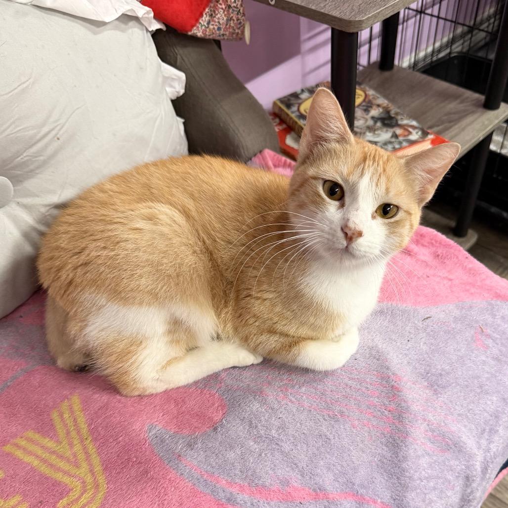 Enlarge Tail-ley Ho!, a Adoptable Domestic Short Hair in Boerne, TX image 3/6