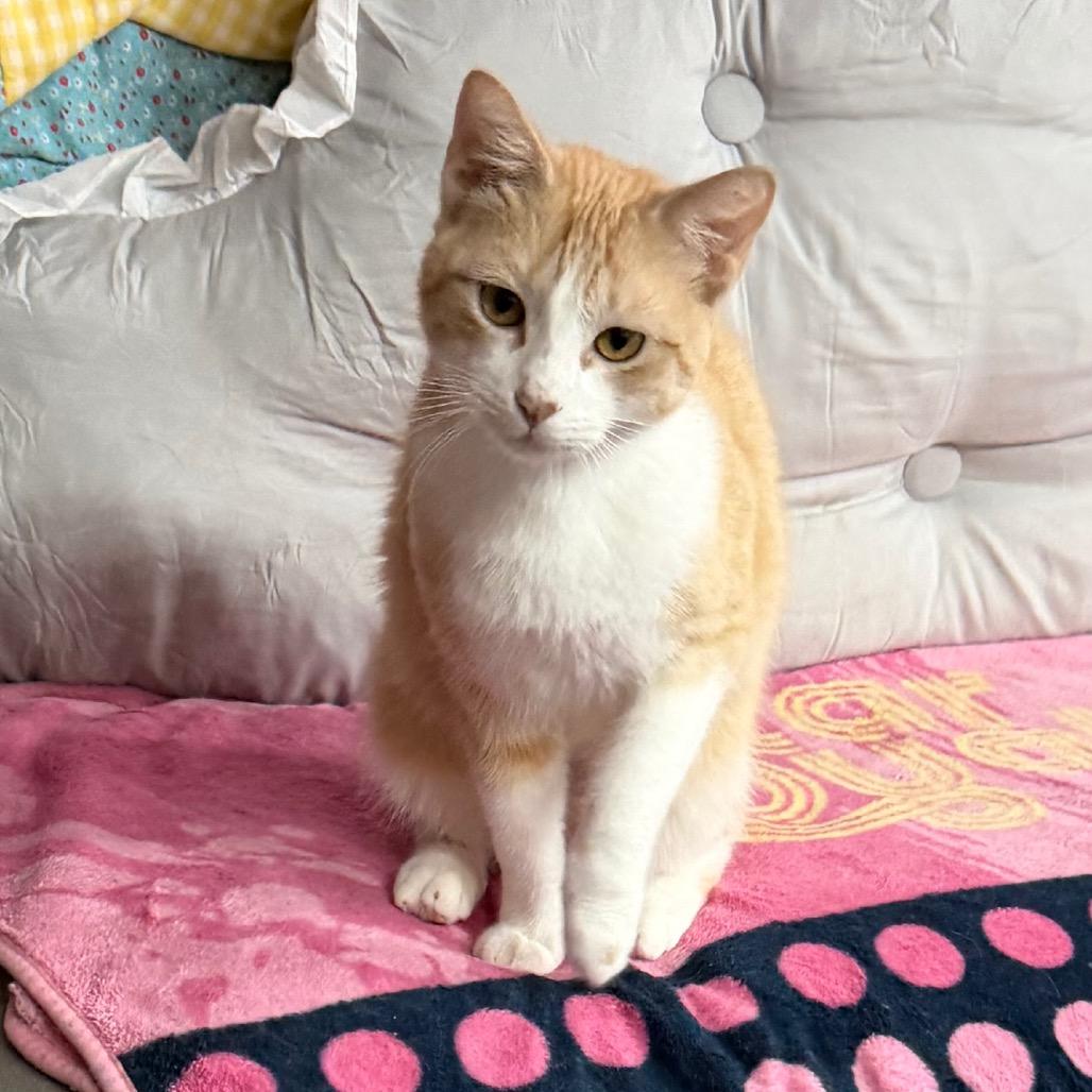 Enlarge Tail-ley Ho!, a Adoptable Domestic Short Hair in Boerne, TX image 4/6