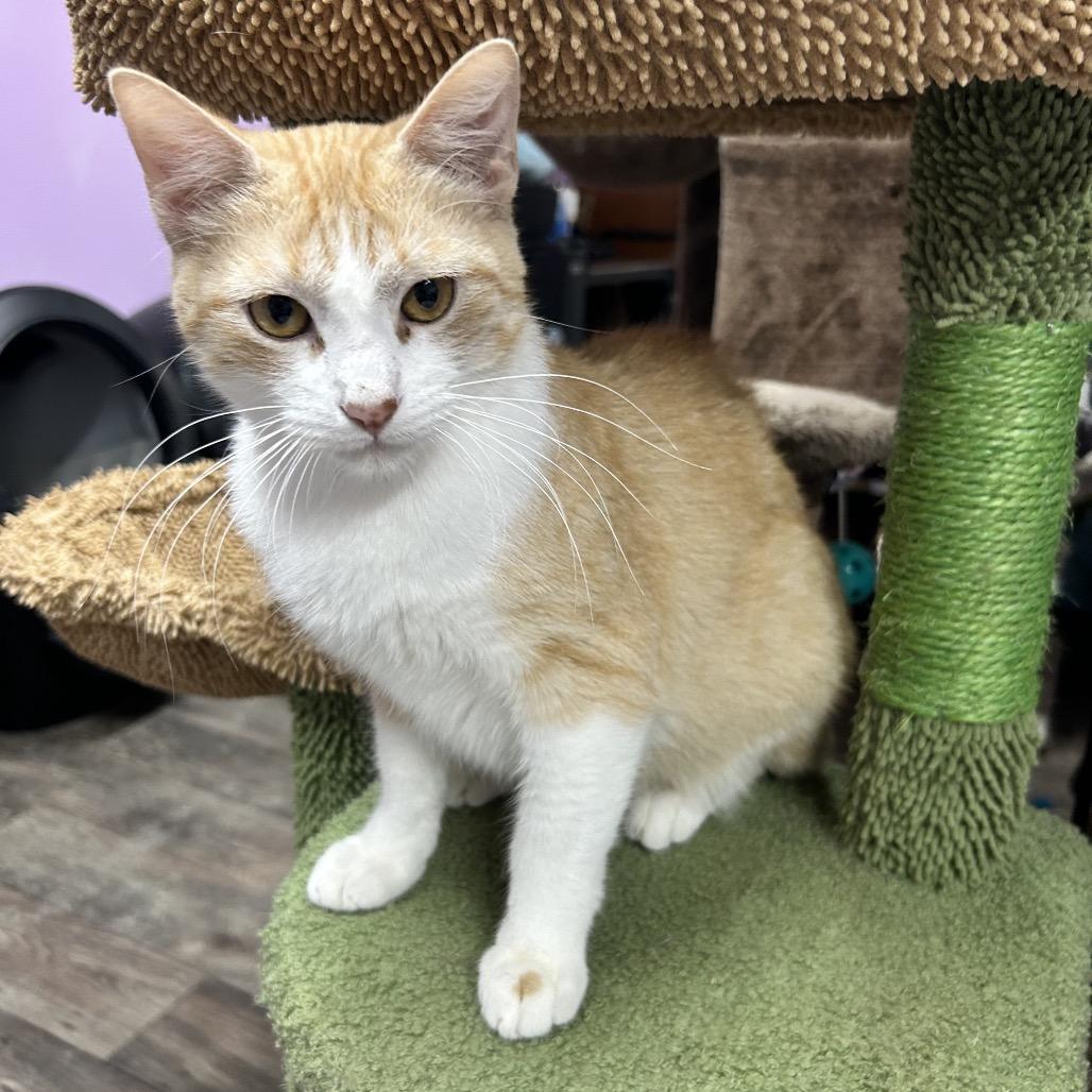 Enlarge Tail-ley Ho!, a Adoptable Domestic Short Hair in Boerne, TX image 5/6