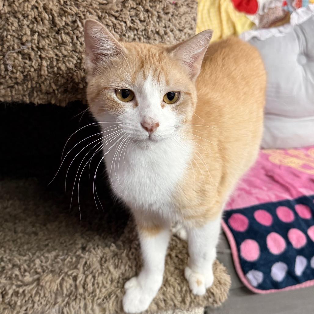 Enlarge Tail-ley Ho!, a Adoptable Domestic Short Hair in Boerne, TX image 6/6