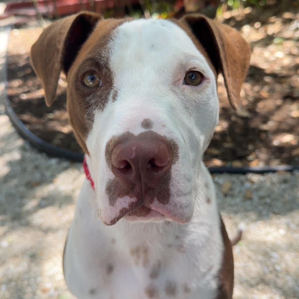Lysander, Adoptable, Young Male Mixed Breed.