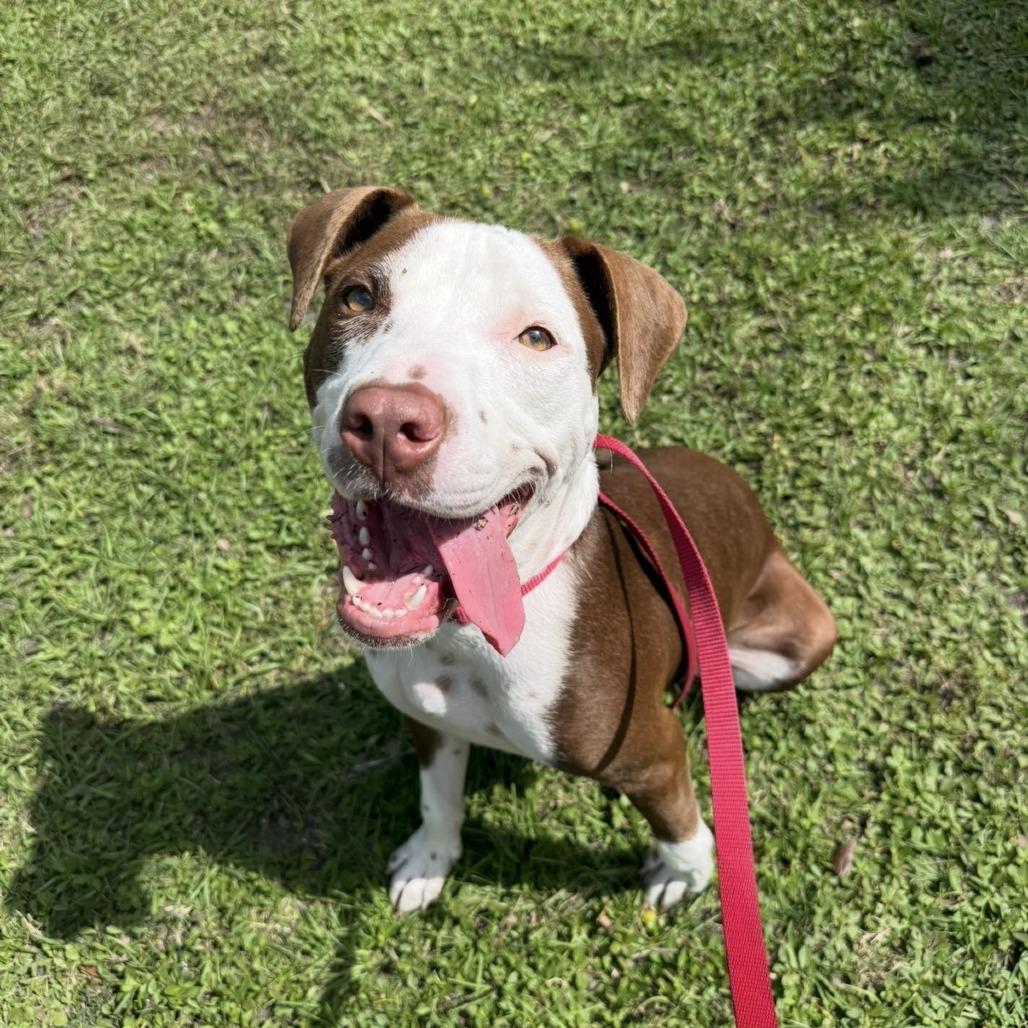 Enlarge Lysander, a Adoptable Mixed Breed in Sarasota, FL image 2/6
