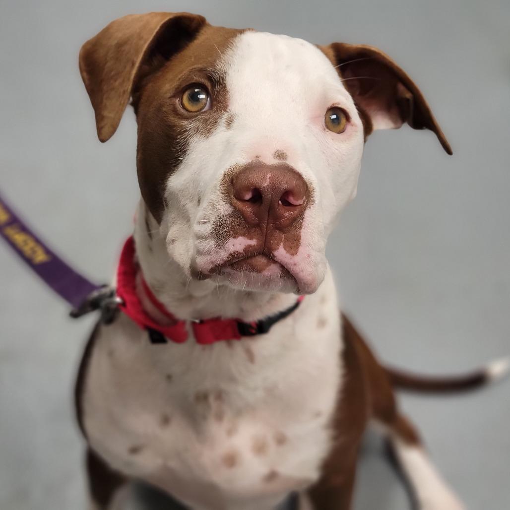Enlarge Lysander, a Adoptable Mixed Breed in Sarasota, FL image 3/6
