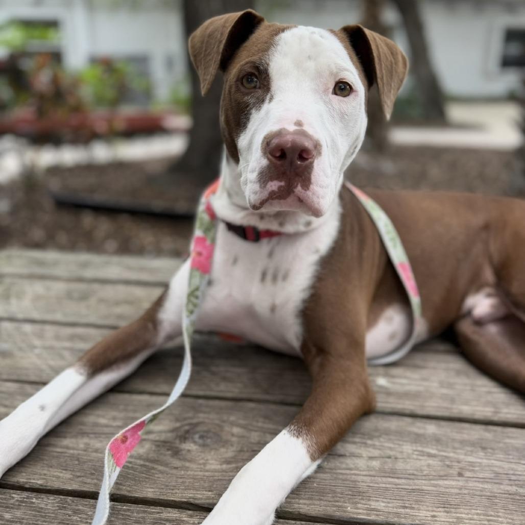 Enlarge Lysander, a Adoptable Mixed Breed in Sarasota, FL image 5/6