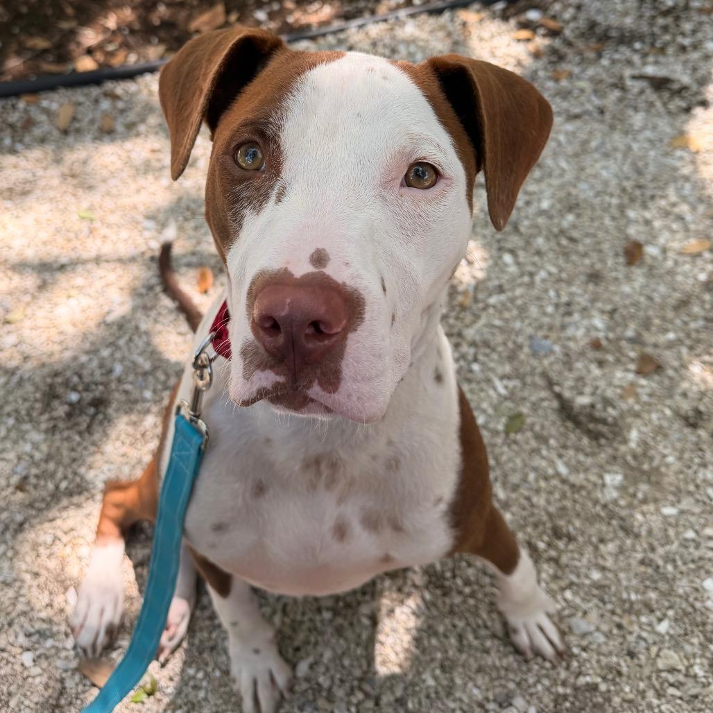 Enlarge Lysander, a Adoptable Mixed Breed in Sarasota, FL image 6/6