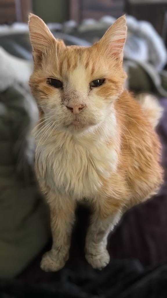 Nelson, Adoptable, Senior Male Domestic Medium Hair.