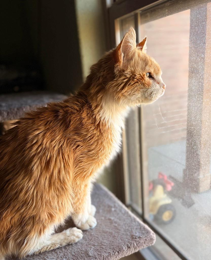 Nelson, Adoptable, Senior Male Domestic Medium Hair.