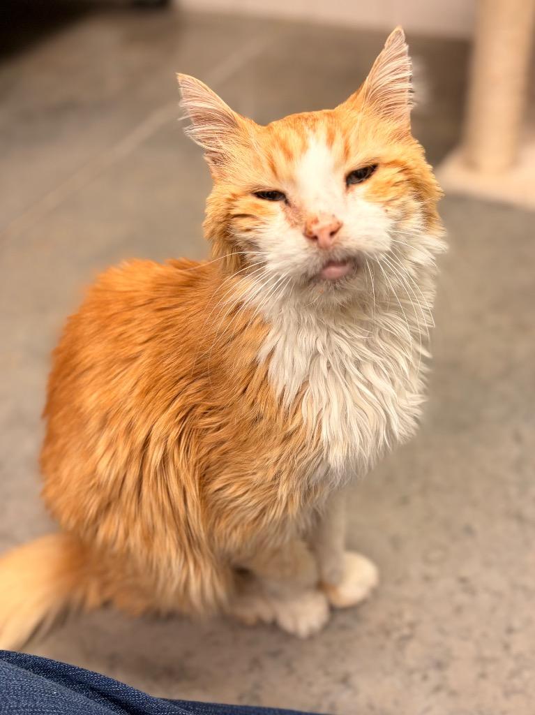 Enlarge Nelson, a Adoptable mixed breed in Neosho, MO image 3/6