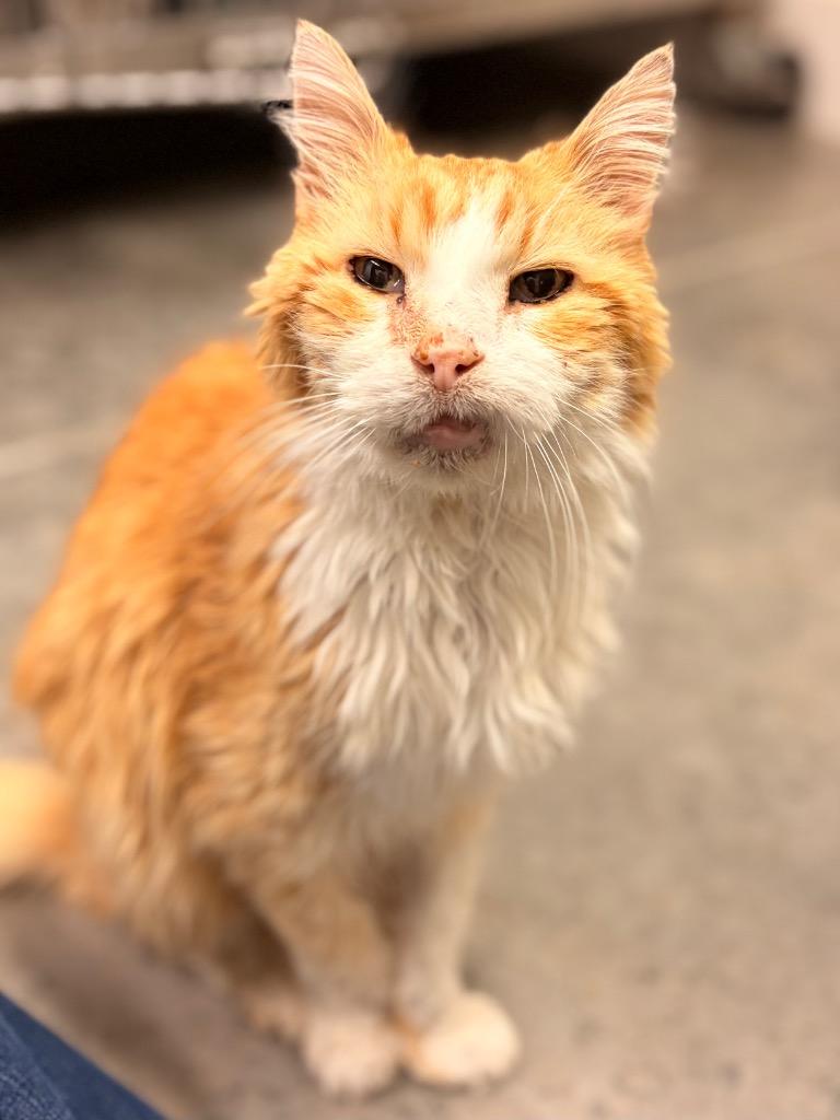 Enlarge Nelson, a Adoptable mixed breed in Neosho, MO image 4/6