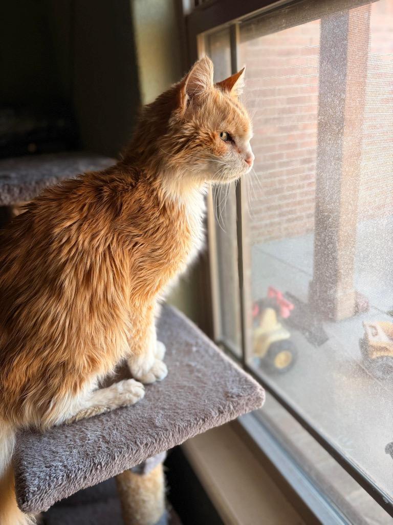 Enlarge Nelson, a Adoptable mixed breed in Neosho, MO image 5/6