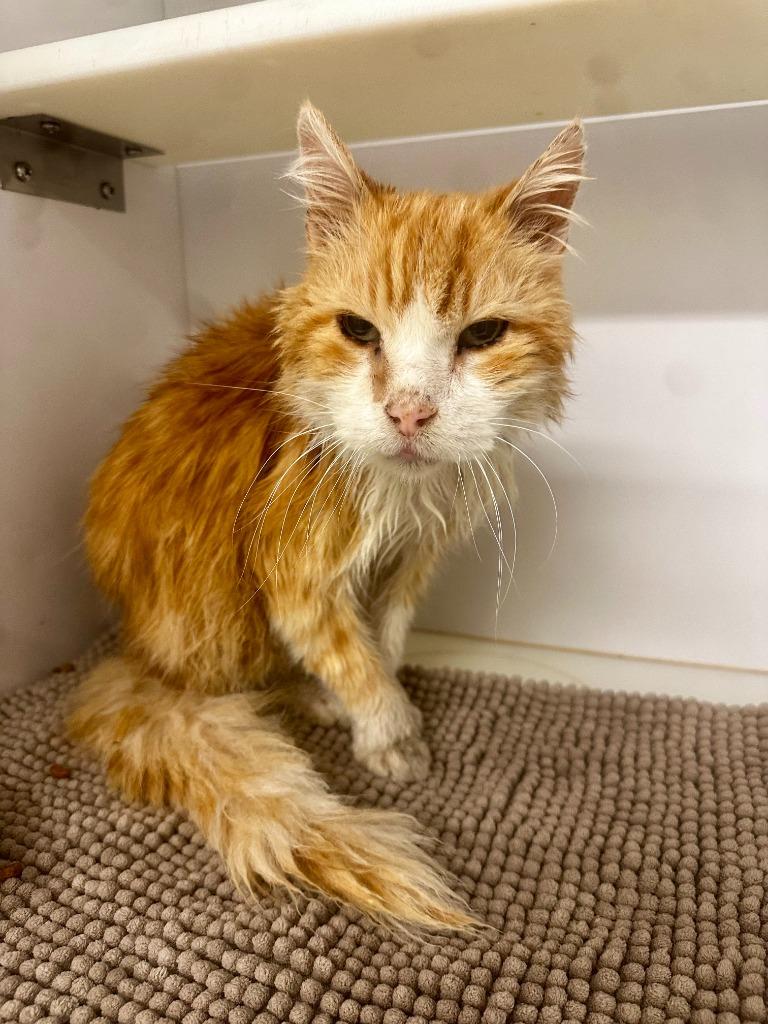 Enlarge Nelson, a Adoptable mixed breed in Neosho, MO image 6/6