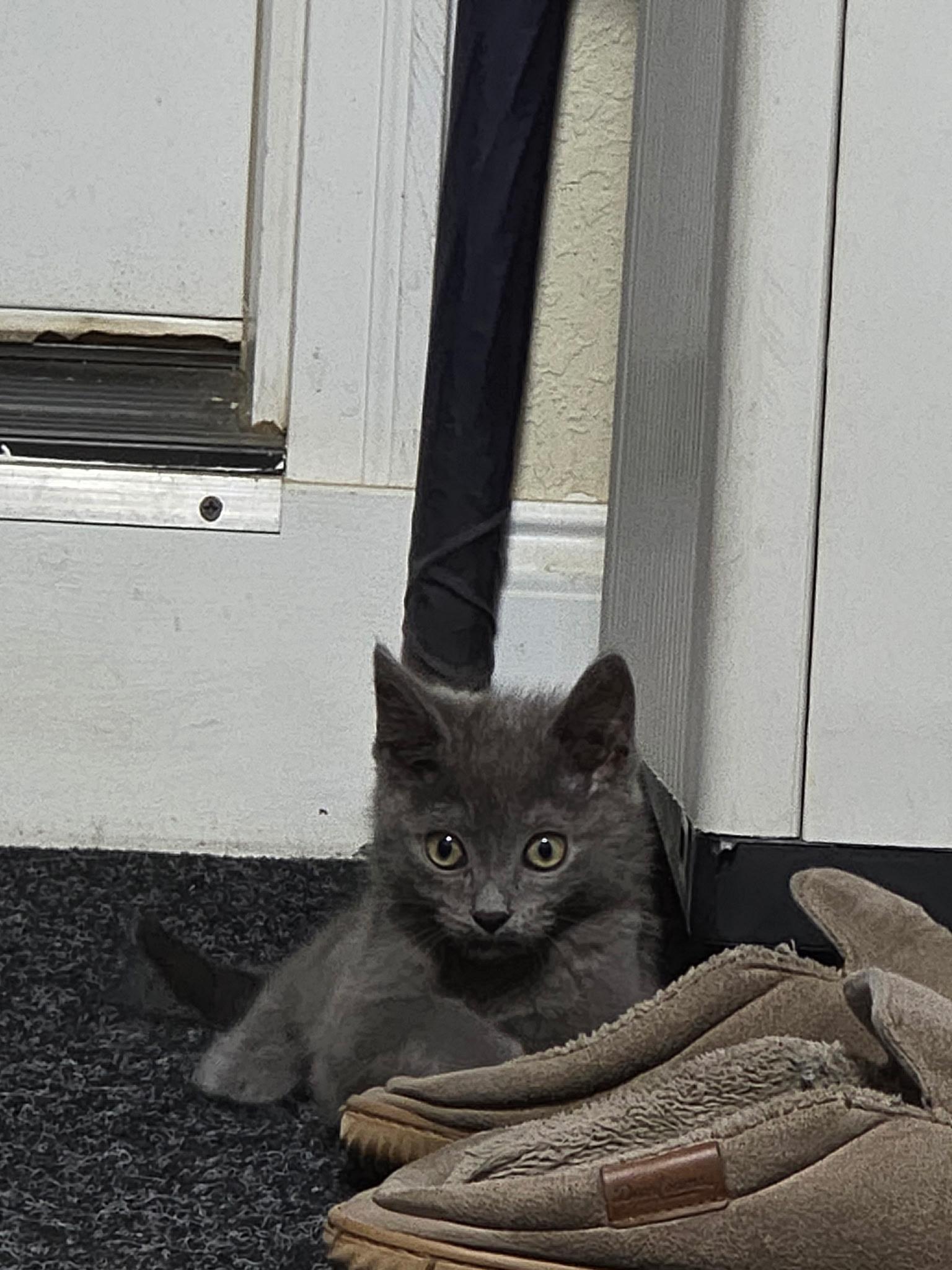 Smokey, a ADOPTABLE Domestic Short Hair in Blairsville, GA image 2/3