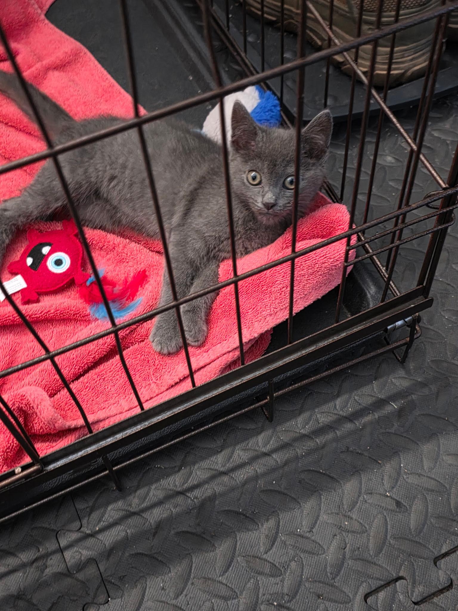 Smokey, a ADOPTABLE Domestic Short Hair in Blairsville, GA image 3/3