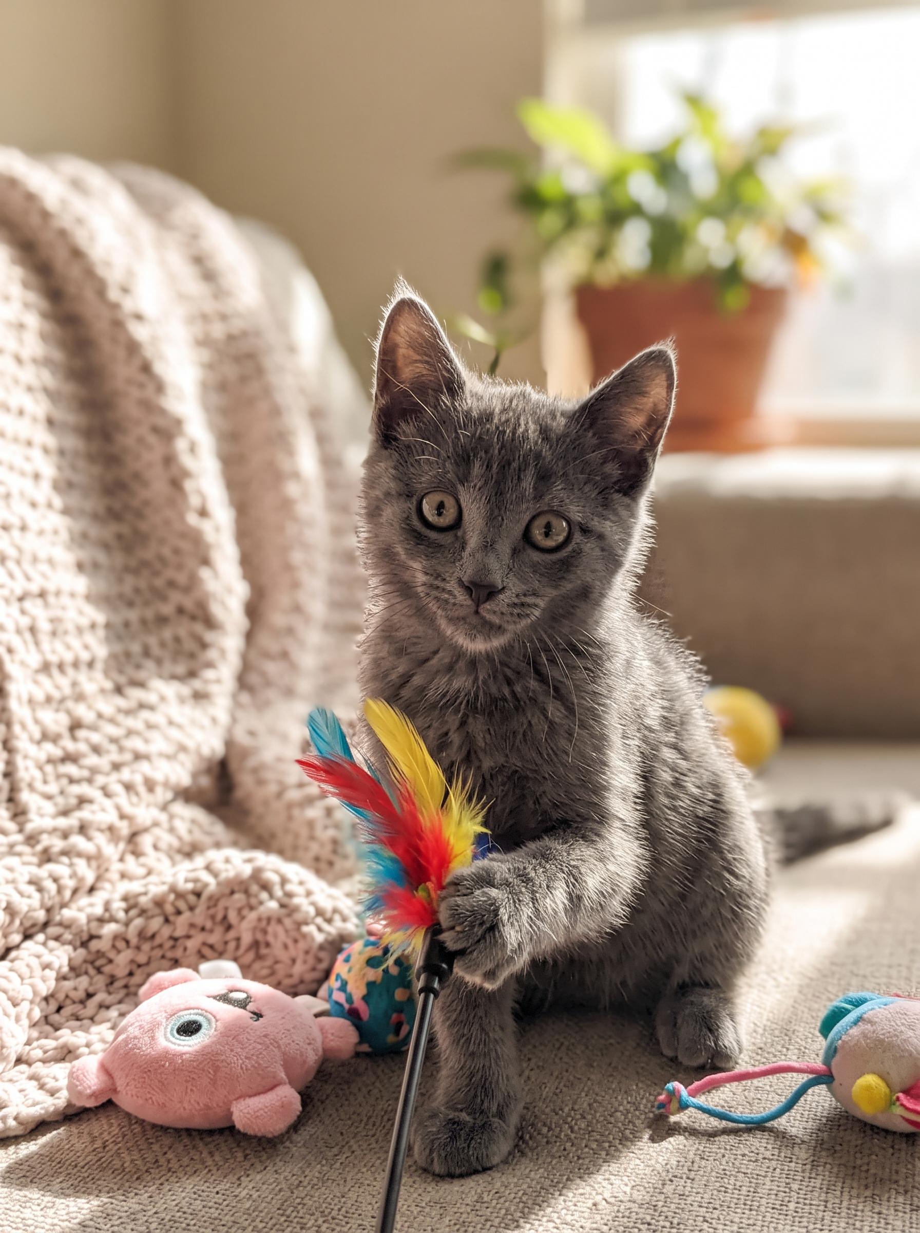 Smokey, ADOPTABLE, Young Female Domestic Short Hair.