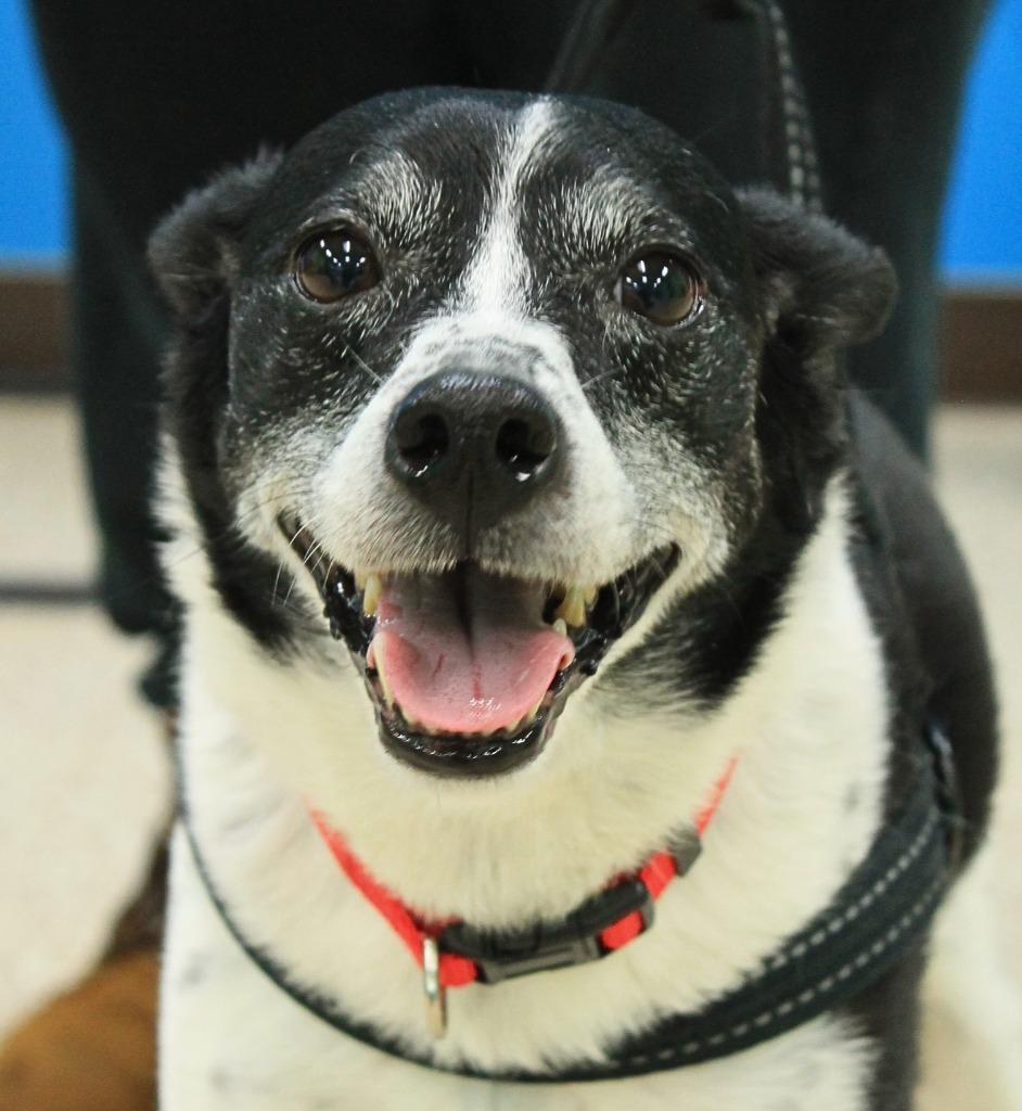 Lucky, Adoptable, Adult Male Rat Terrier & Mixed Breed.