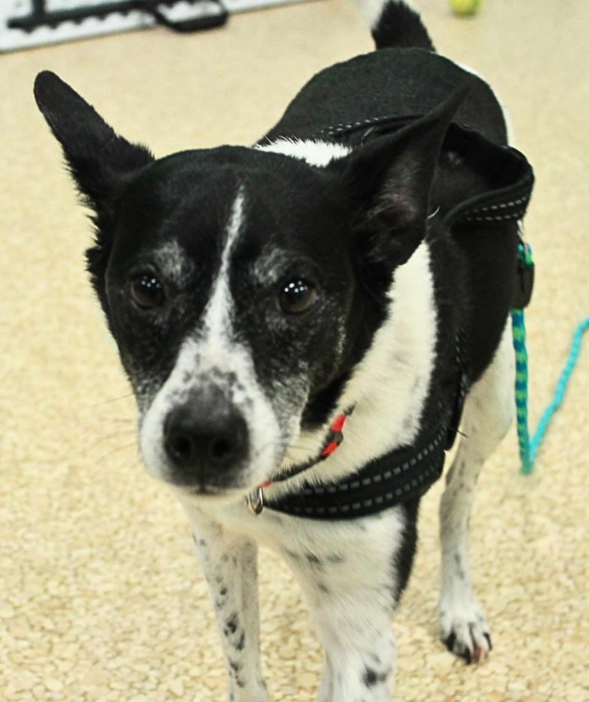 Enlarge Lucky, a Adoptable mixed breed in Utica, MI image 3/3