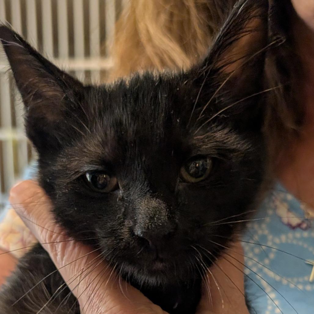 String Bean, Adoptable, Young Female Domestic Short Hair.