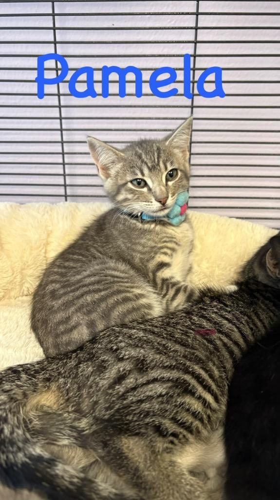 Enlarge Pamela, a Adoptable Domestic Short Hair in Lewisville, TX image 1/6