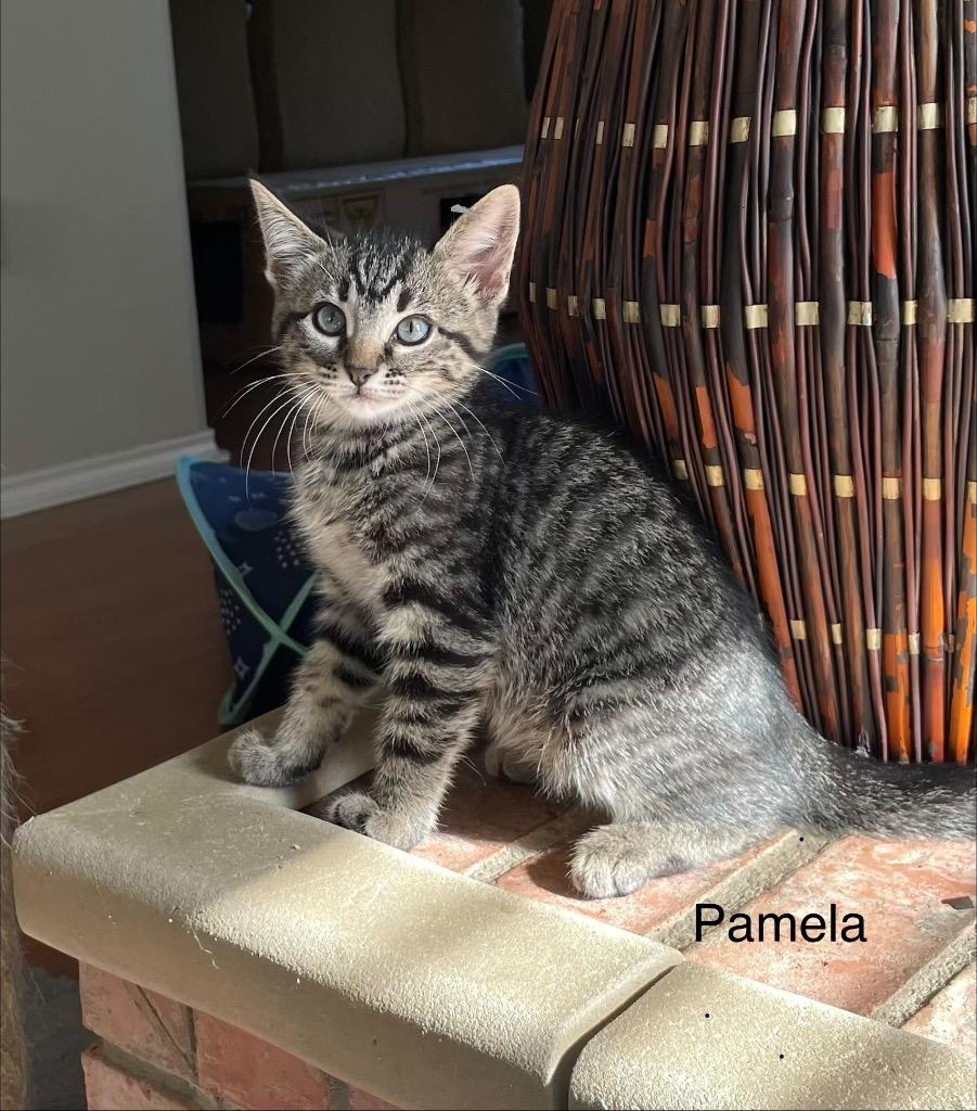 Enlarge Pamela, a Adoptable Domestic Short Hair in Lewisville, TX image 2/6