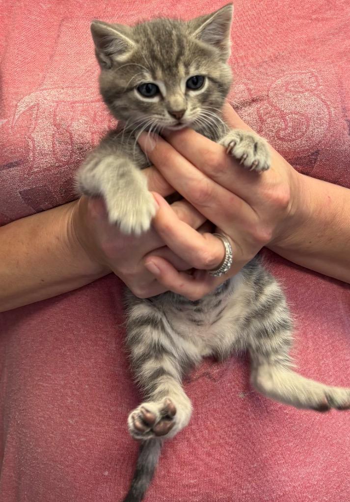 Enlarge Pamela, a Adoptable Domestic Short Hair in Lewisville, TX image 3/6