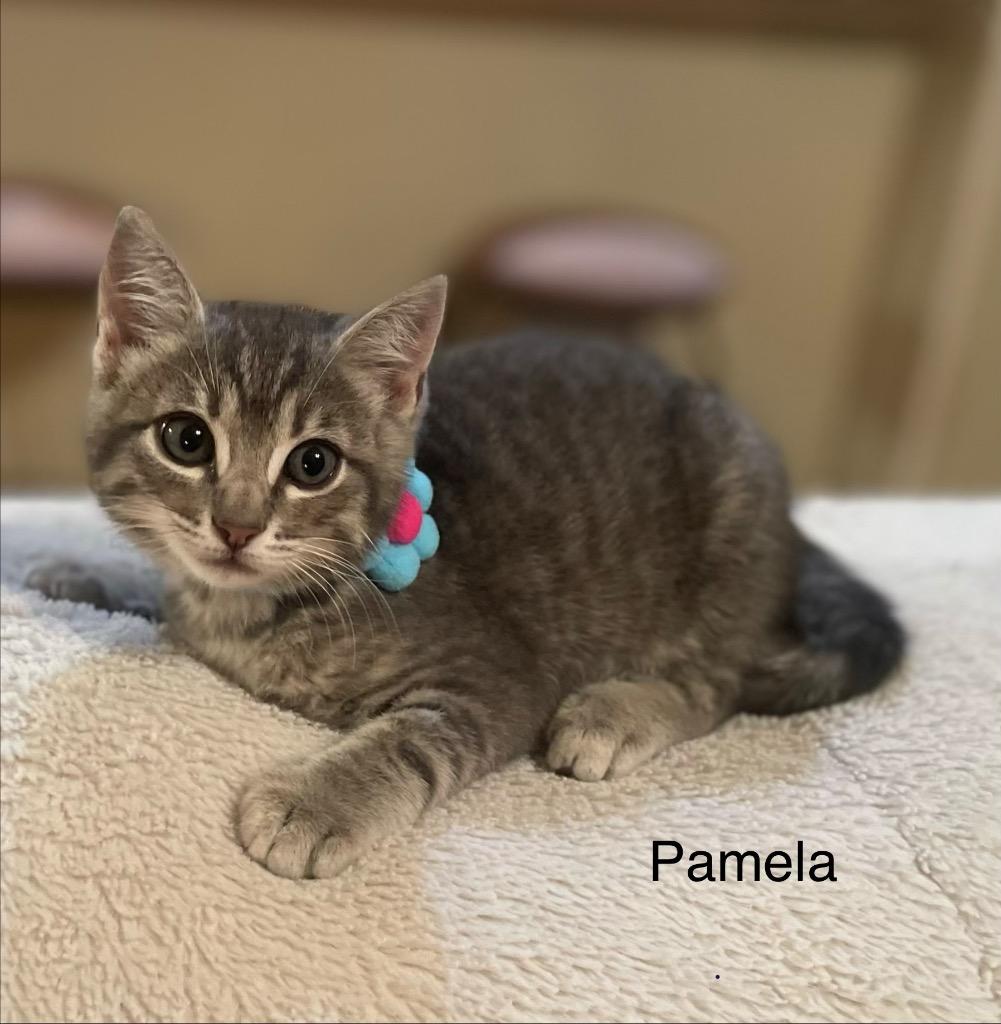 Enlarge Pamela, a Adoptable Domestic Short Hair in Lewisville, TX image 4/6