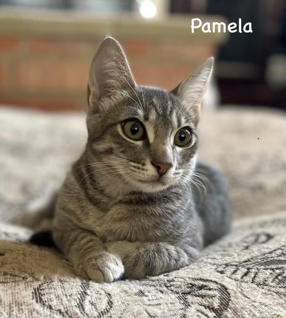 Enlarge Pamela, a Adoptable Domestic Short Hair in Lewisville, TX image 5/6
