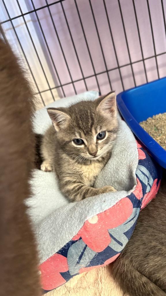 Enlarge Pamela, a Adoptable Domestic Short Hair in Lewisville, TX image 6/6