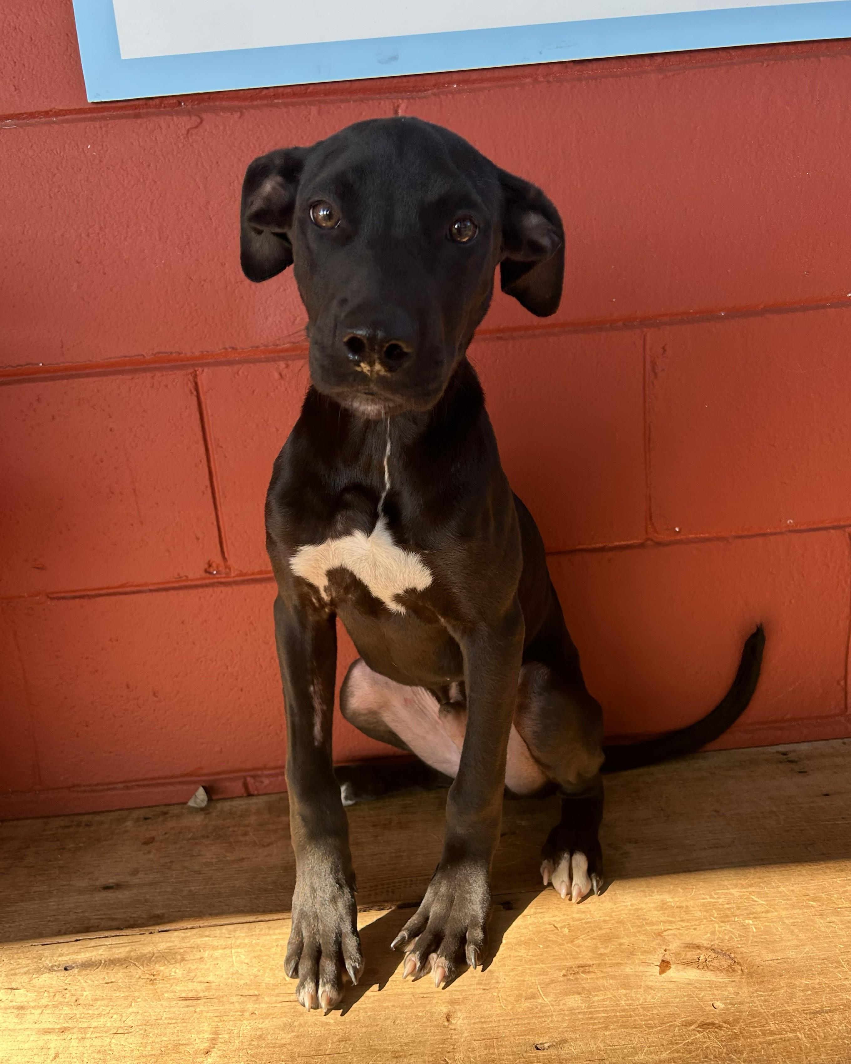 Howie, a Adoptable mixed breed in Pensacola, FL image 2/5