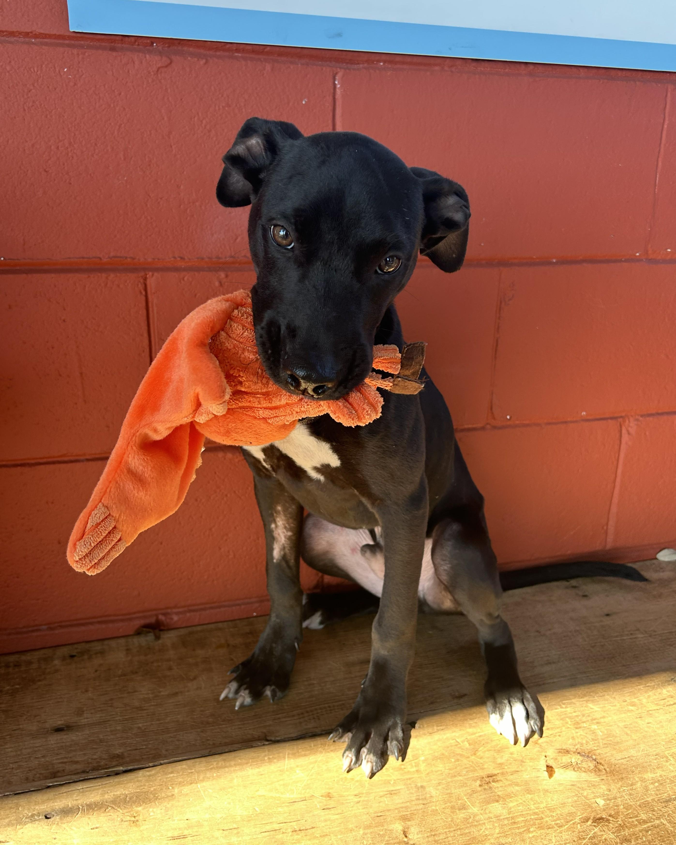 Howie, a Adoptable mixed breed in Pensacola, FL image 3/5