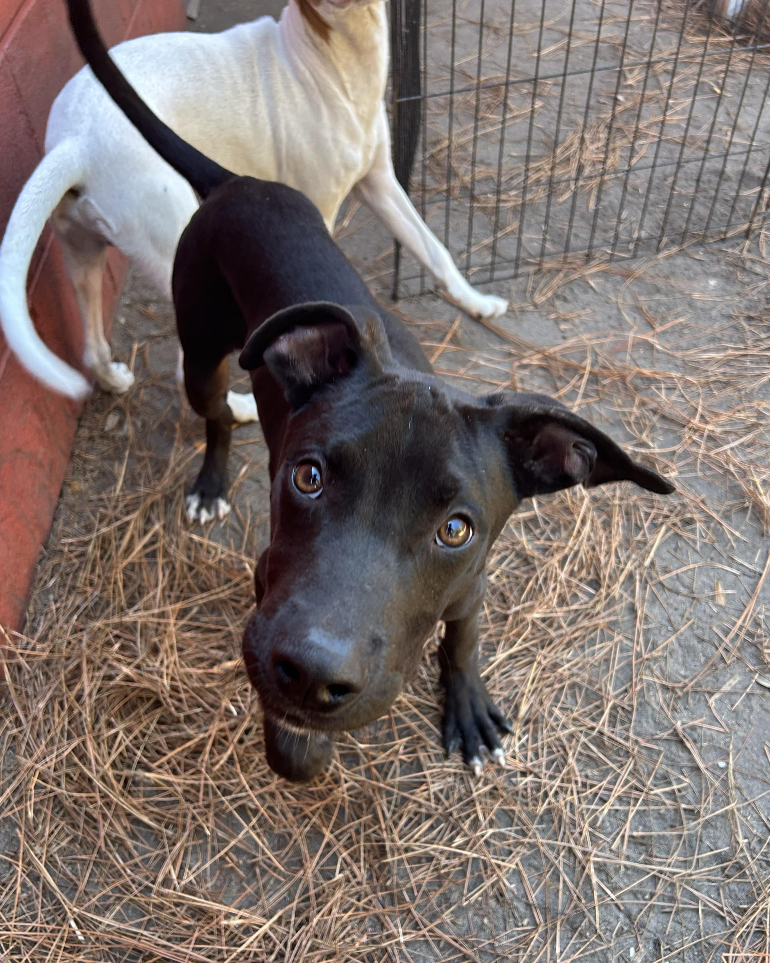 Howie, a Adoptable mixed breed in Pensacola, FL image 4/5