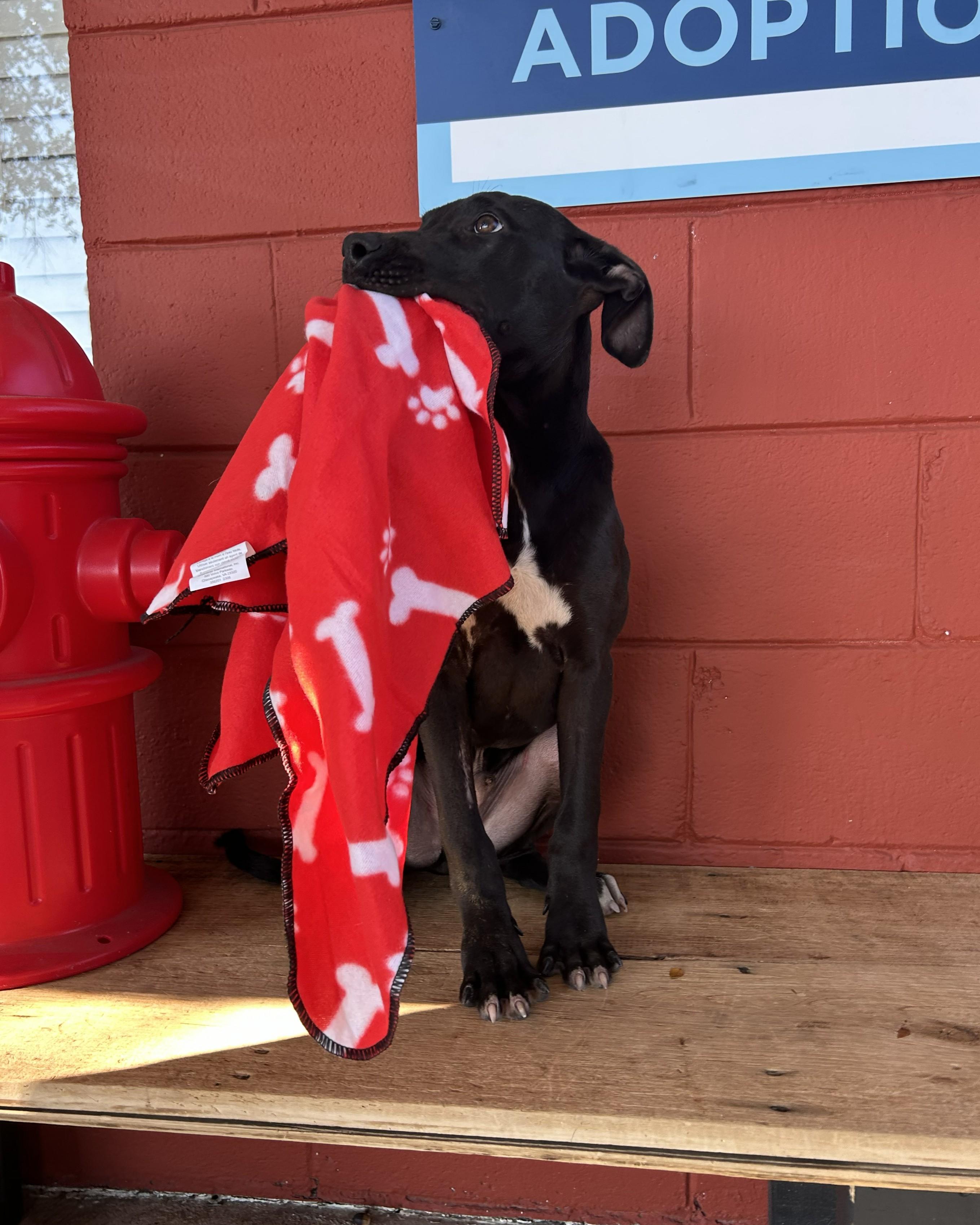 Howie, a Adoptable mixed breed in Pensacola, FL image 5/5