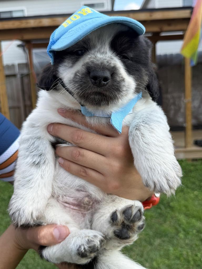 Enlarge Amigo, an adopted Border Collie in The Woodlands, TX image 1/2