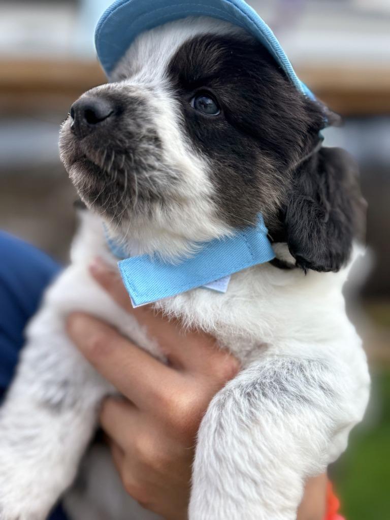 Enlarge Amigo, an adopted Border Collie in The Woodlands, TX image 2/2