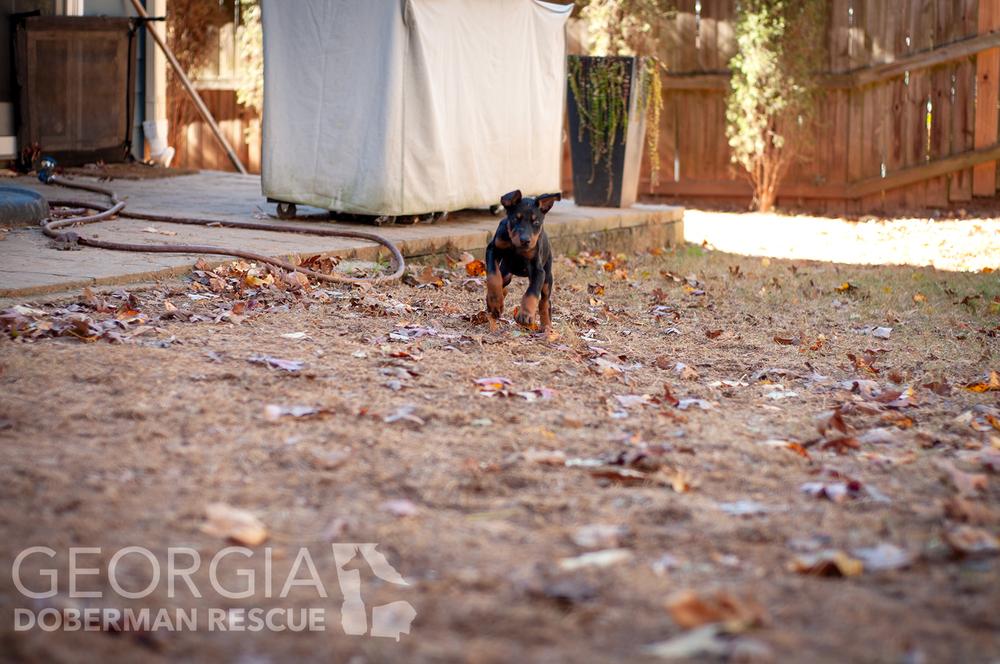 Enlarge Cleo, a Adoptable Doberman Pinscher in Douglasville, GA image 1/5