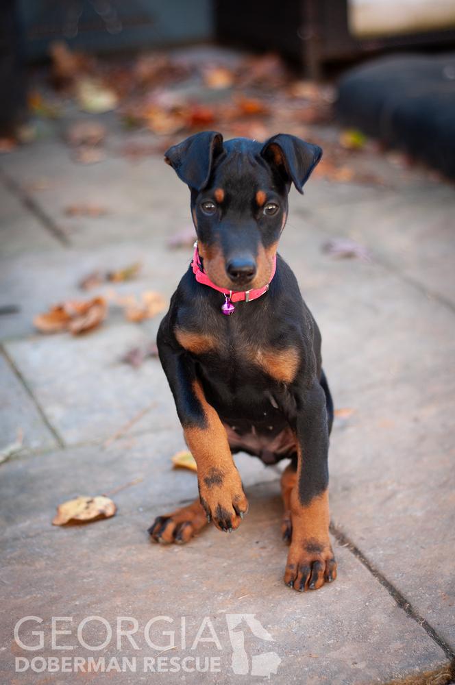 Enlarge Cleo, a Adoptable Doberman Pinscher in Douglasville, GA image 2/5