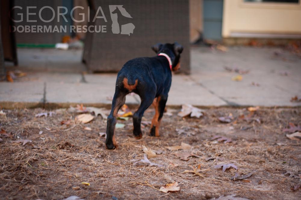 Enlarge Cleo, a Adoptable Doberman Pinscher in Douglasville, GA image 3/5