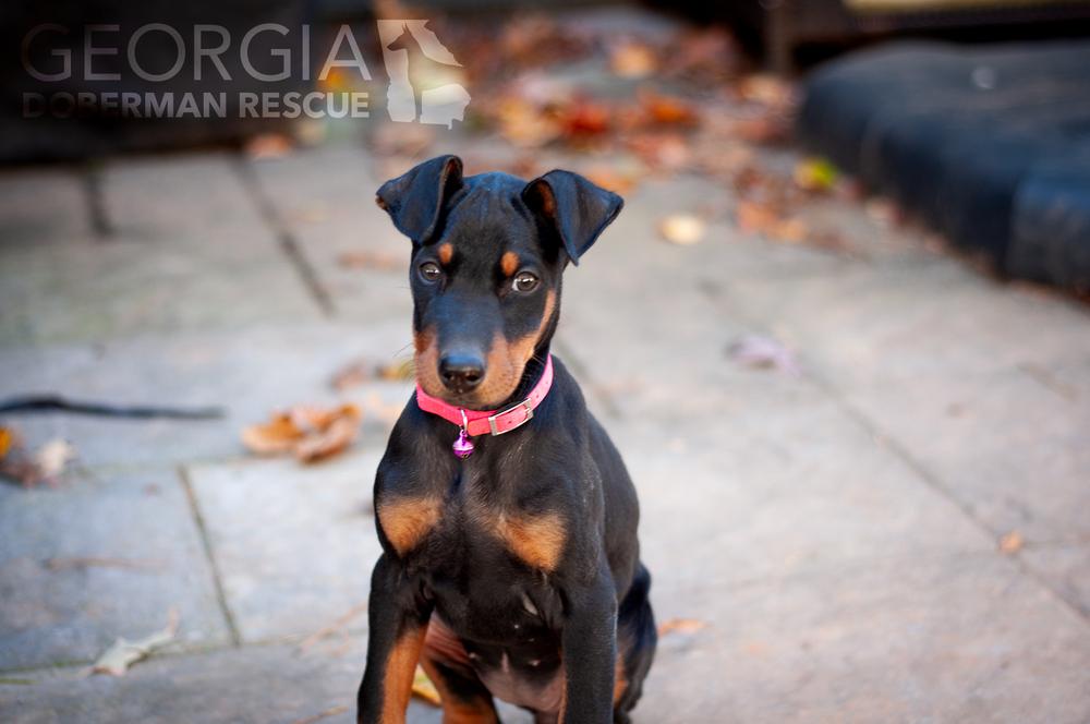 Enlarge Cleo, a Adoptable Doberman Pinscher in Douglasville, GA image 4/5