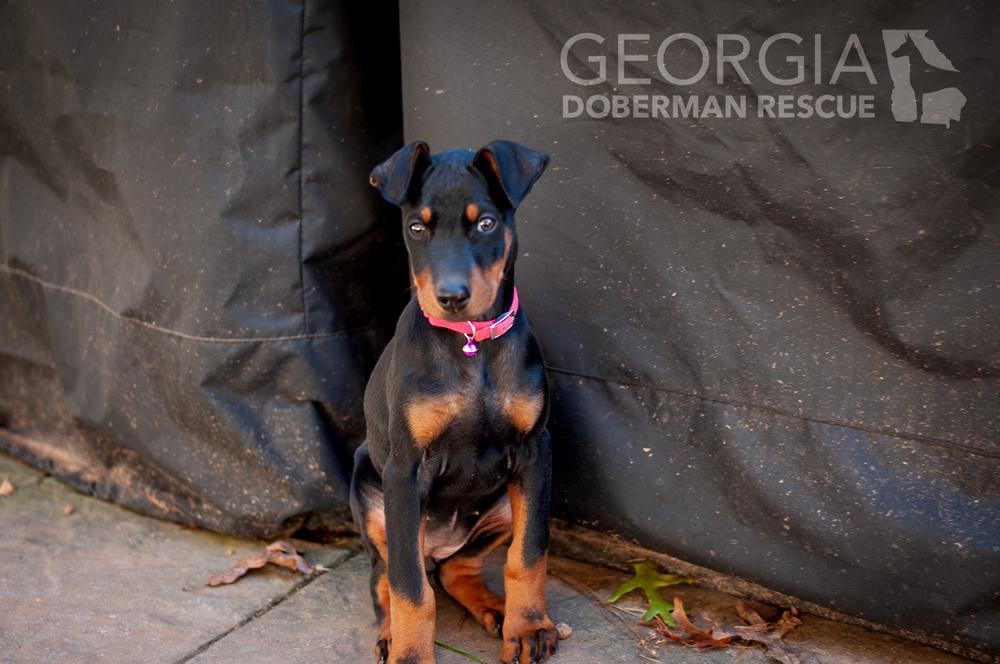 Enlarge Cleo, a Adoptable Doberman Pinscher in Douglasville, GA image 5/5