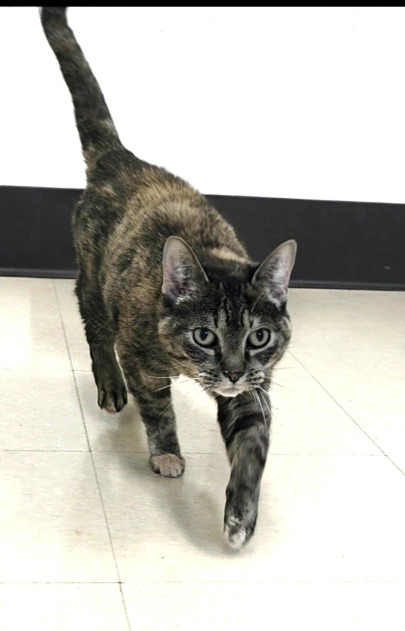 Enlarge Bambi, a ADOPTABLE Domestic Short Hair in Red Wing, MN image 2/2