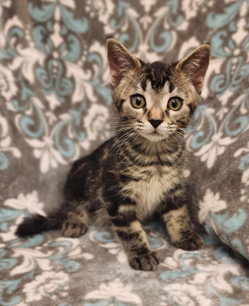 Enlarge Benjamin, a Adoptable mixed breed in Superior, WI image 1/1