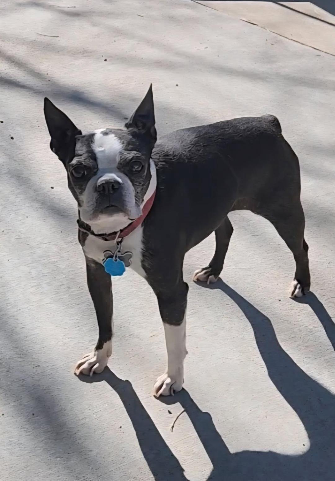 Enlarge Chewy in CO, a Adoptable Boston Terrier in Littleton, CO image 2/4