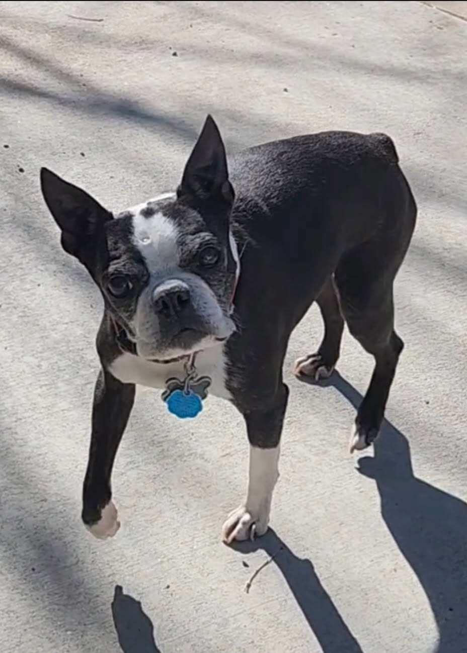 Enlarge Chewy in CO, a Adoptable Boston Terrier in Littleton, CO image 3/4