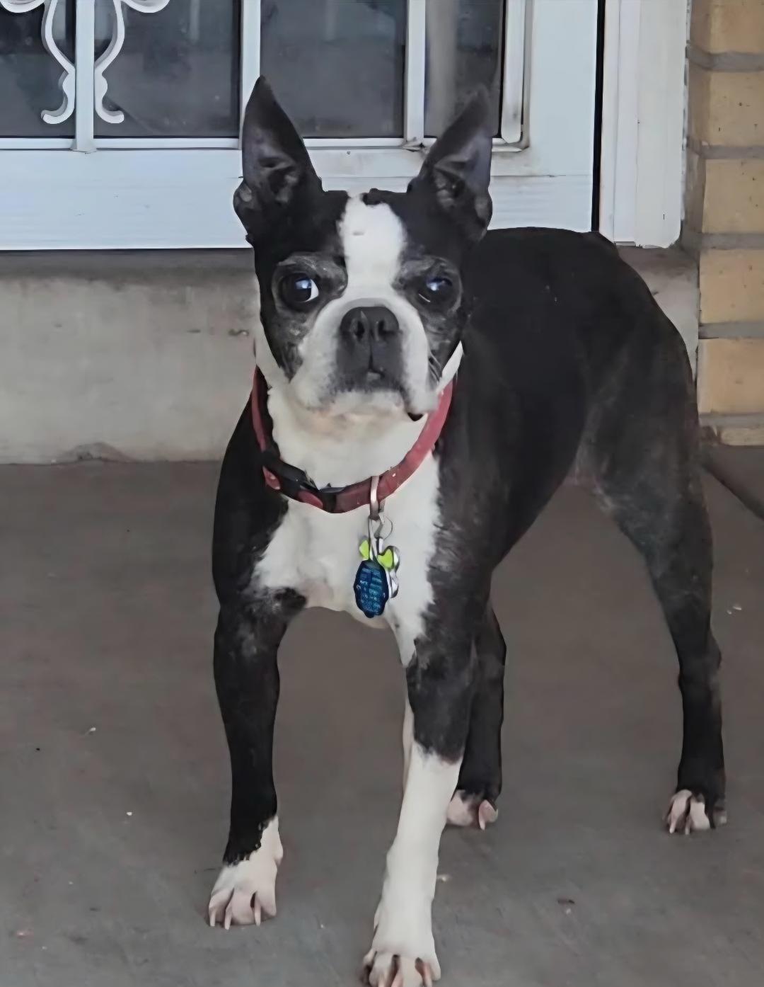 Enlarge Chewy in CO, a Adoptable Boston Terrier in Littleton, CO image 1/4